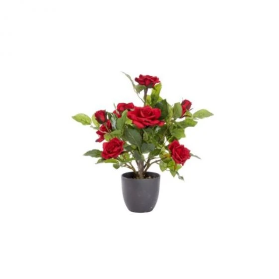 Smart Garden Regent's Roses Ruby Red 40cm 2 Smart Garden Regent's Roses Ruby Red 40cm - Image 2