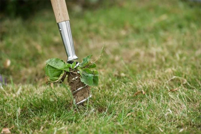 Kent And Stowe Long Hand Corkscrew Weeder 2 Kent And Stowe Long Hand Corkscrew Weeder - Image 2